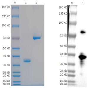 1 ug/lane; 1 ug BSA control; Reducing 4%-20% SDS-PAGE (CBB stained) and WB (Anti-His Mouse Monoclonal antibody) analysis profiles of purified NOTCH2NLC-001H